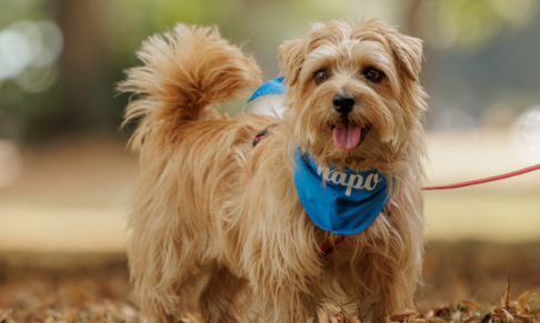 Napo pet insurance appoints PR using AI